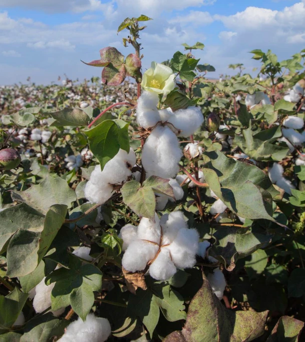best cotton yarn manufacturing companies in india