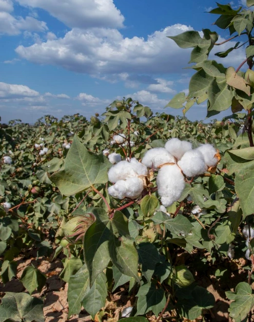 best organic cotton in india